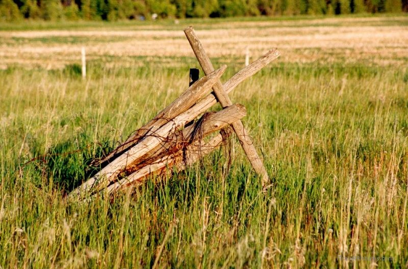 Kelvington fence grass